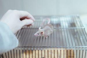 Mouse model, MMG 